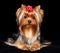 Beautiful Yorkshire Terrier