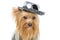 Beautiful yorkshire terrier in fancy hat