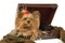 Beautiful Yorkshire terrier in suitcase
