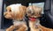 Beautiful Yorkshire terriers looking out from a car window