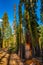 Beautiful Yosemite National Park forest. Amazing National Park forest view