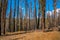 Beautiful Yosemite National Park forest. Beautiful National Park forest view