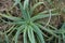 A beautiful young aloe arborescens in nature