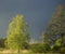 Beautiful young birch tree on dark blue moody sky