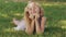 Beautiful young blonde girl lying on a field, green grass. Outdoors Enjoy Nature. Healthy Smiling Girl lying in Green