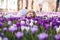 Beautiful young blonde woman with blue eyes and white dress lying on the carpet among the spring flowers crocuses