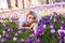 Beautiful young blonde woman with blue eyes and white dress lying on the carpet among the spring flowers crocuses