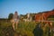 Beautiful young blonde woman dressed safari style in hat and plaid shirt posing with thoroughbreds horses on farm in