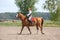 Beautiful young blonde woman riding chestnut horse