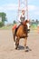 Beautiful young blonde woman riding chestnut horse