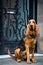Beautiful young Bloodhound dog