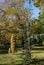 Beautiful young Blue Atlas Cedar tree. Cedrus Atlantica Glauca with short needles on lush branches in city park Sochi.