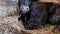 Beautiful young brown calf sitting on the straw.Breeding farm stable,agriculture