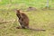 Beautiful young brown kangaroo
