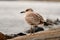 Beautiful young brown mottled seagul on shore. Bird in natural habitat