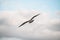 Beautiful young brown mottled seagull flying high on beautiful blue sky with cloud.