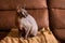 Beautiful young brown sphynx cat at home. Hairless breed cat sitting on the sofa