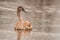 Beautiful young brown swan swims on a pond