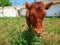 Beautiful young calf grazes on an old ranch