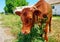 Beautiful young calf grazes on an old ranch