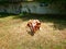 Beautiful young calf grazes on an old ranch