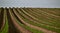 Beautiful young carrot leaf field