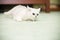 Beautiful young cat breed Scottish chinchilla straight
