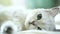 Beautiful young cat breed Scottish chinchilla straight
