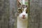 Beautiful young cat looking through a garden fence