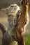 A beautiful young cat scratches its claws on a grape trunk in th
