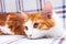 Beautiful young cat white and ginger color in cozy apartment rest on blanket