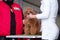 Beautiful young champion dog of breed dwarf poodle isolated coloring during judging at the international dog show