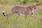 A beautiful young cheetah hunting at the masai