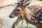 Beautiful young chital or spotted deer close up face