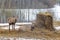 Beautiful young couple of Pere David`s and red deer resting near a bale of hay