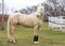 Beautiful young cremello stallion pose in against white corral