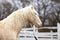Beautiful young cremello stallion pose in against white corral