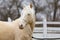 Beautiful young cremello stallion pose in against white corral