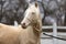 Beautiful young cremello stallion pose in against white corral