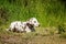 Beautiful young Dalmatian lying on the grass in the summer on a Sunny day