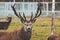 Beautiful young deer with big horns on the territory of the reserve. He is preparing for the harvest of his beautiful horn.