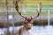 Beautiful young deer with big horns on the territory of the reserve. He is preparing for the harvest of his beautiful horn.