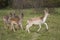 Beautiful young deer flock running