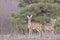 The Beautiful young deer in forest Cervidae