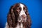 Beautiful young dog breed English Springer Spaniel on blue background. Muzzle close-up, expressive look in camera