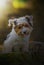 Beautiful young dog of breed Yorkshire Terrier sits on an overgrown stump with moss at sunset