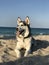 Beautiful young dog Malamute breeds on the ocean beach