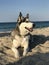 Beautiful young dog Malamute breeds on the ocean beach