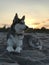 Beautiful young dog Malamute breeds on the ocean beach