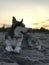 Beautiful young dog Malamute breeds on the ocean beach